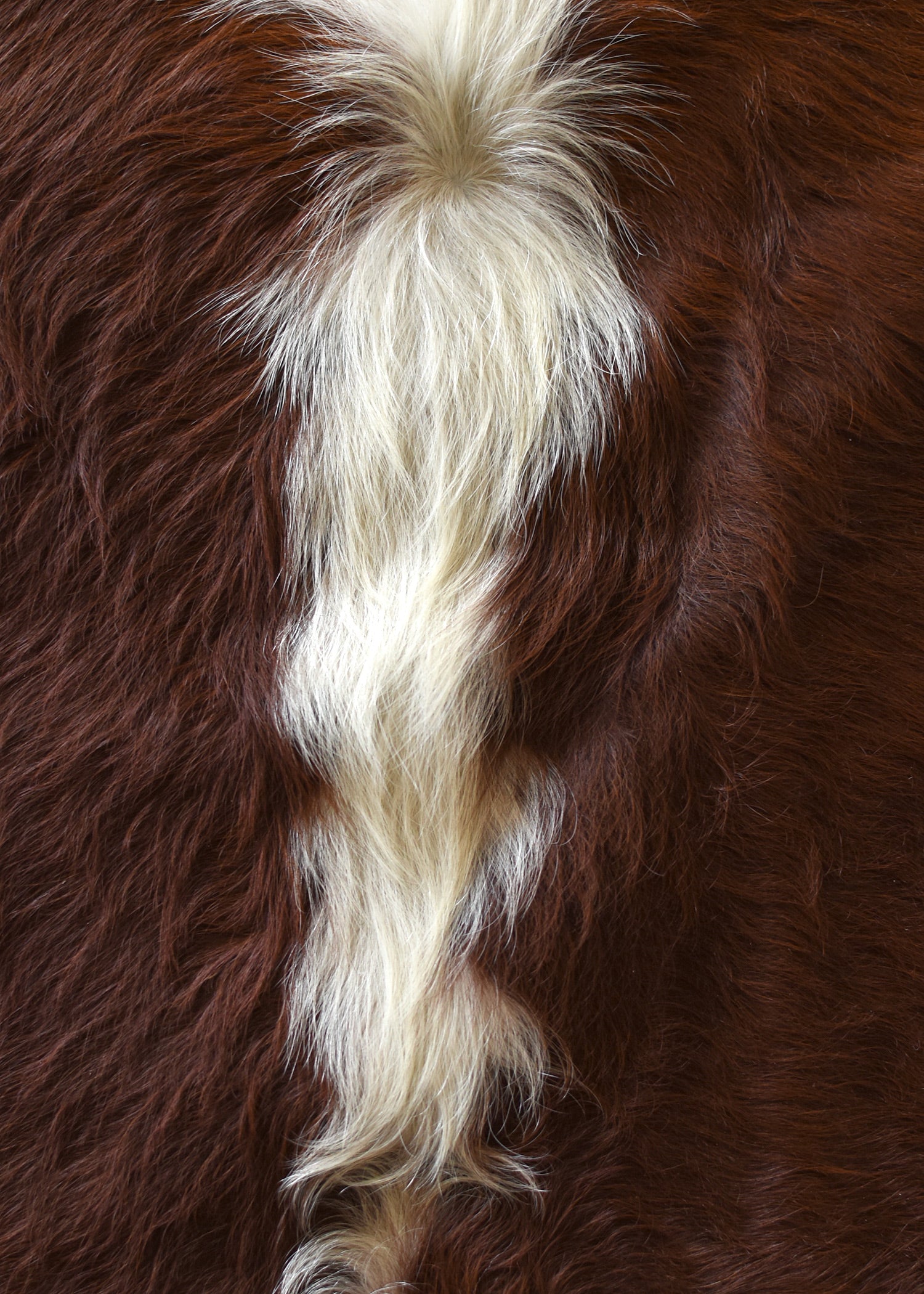 Imagen única de: Piel De Vacuno, Marrón-blanco