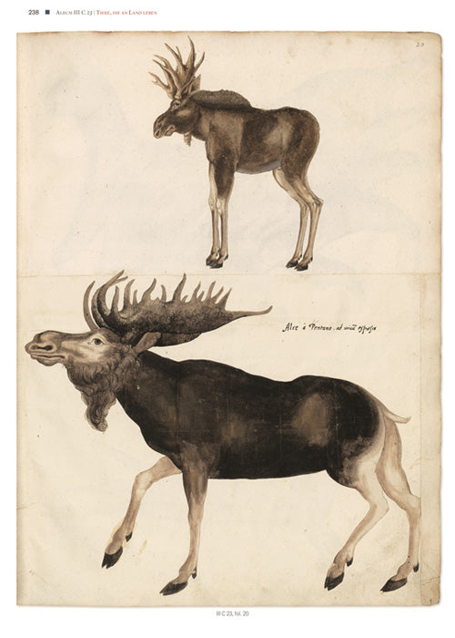 Imagen única de: Thierbuch De Conrad Gessner - Los Dibujos Originales