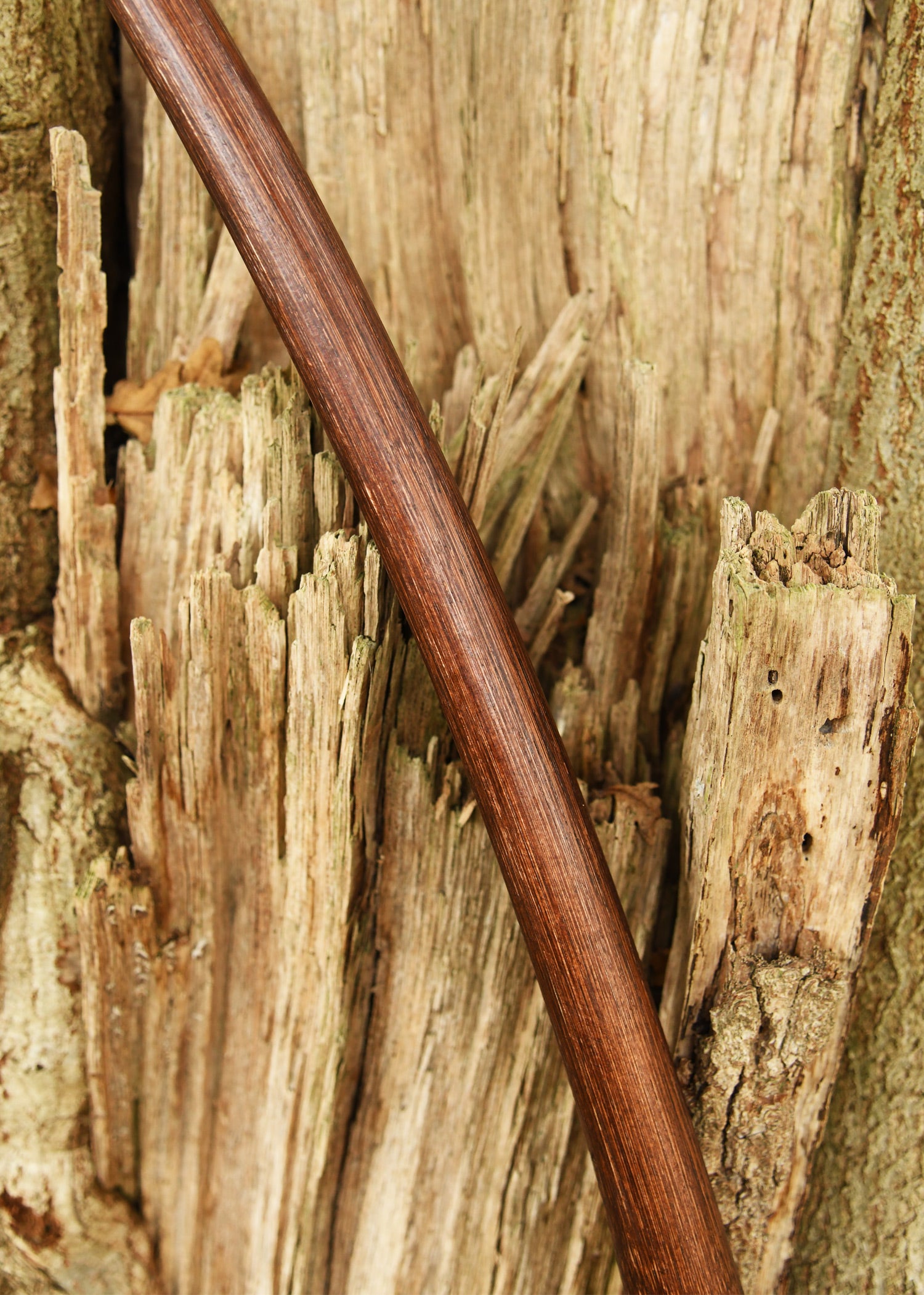 Imagen única de: Arco Largo Agincourt 70 Pulgadas, Sujetador, Marrón Oscuro, Incluye Cuerda